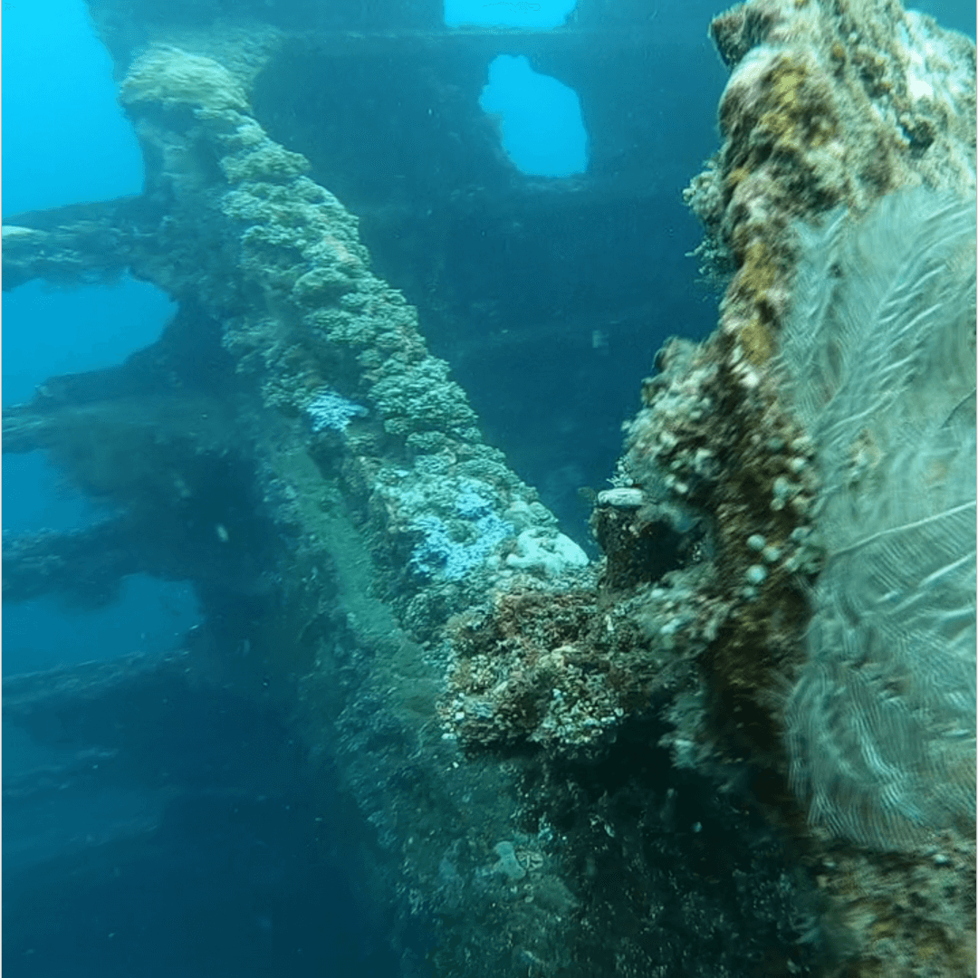 Coral Growth on the Lusong Gunboat